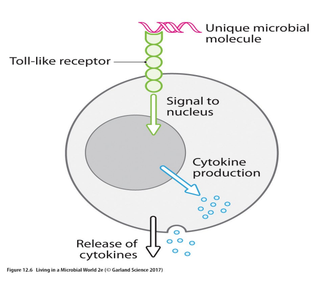 <p>Phagocytes recognise microbes through pattern recognition</p>