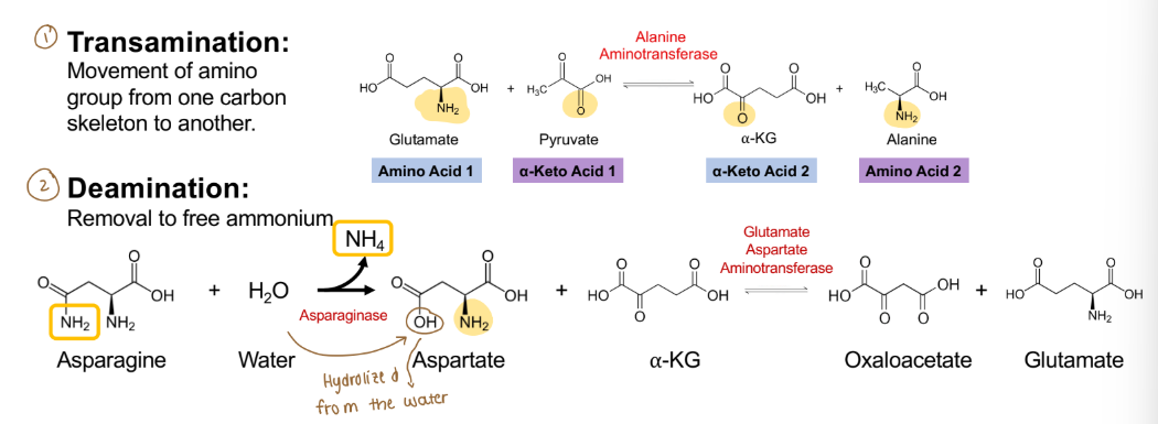 <p>What are the two rxns that can be utilized to remove the nitrogen from amino acids?</p>