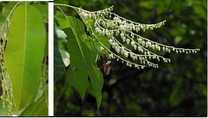 <p>Ericaceae </p><p>Oxydendrum arboreum </p>