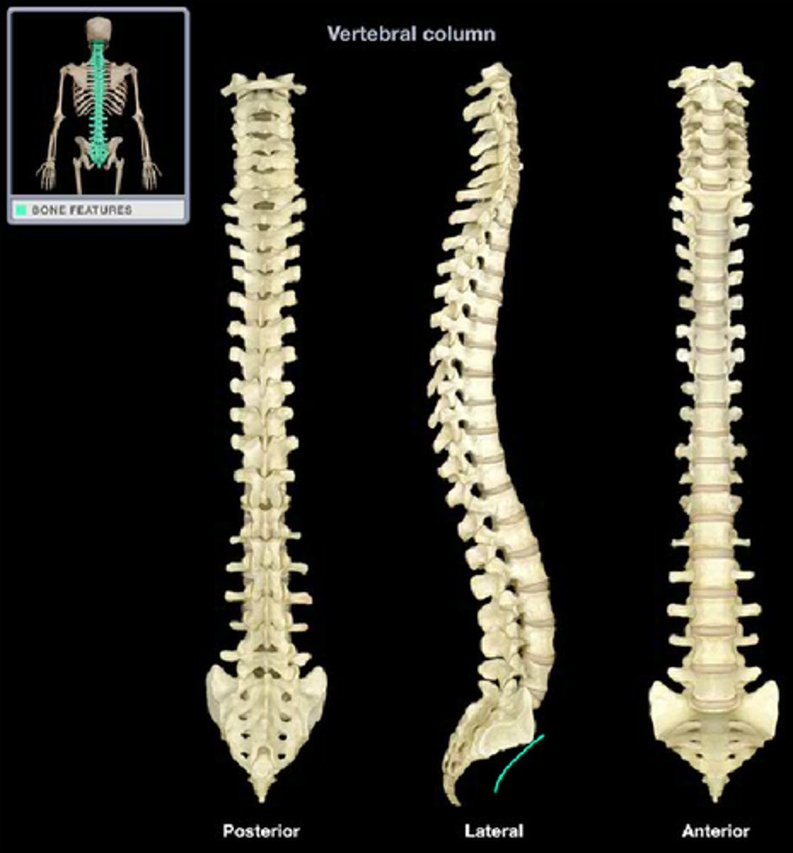 <p>Anterior curve present at birth</p>