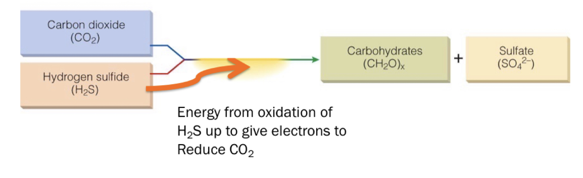 <p>Chemosynthetic organisms convert one or more carbon molecules (usually carbon dioxide or methane) into organic matter using the oxidation of inorganic compounds (eg sulphide) or methane as a source of energy. Chemosynthesisers often live in the deeper oceans particularly around hydrothermal vents and cold seeps.</p>