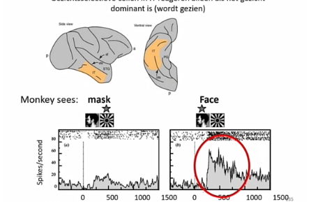 <p>gezichtsselectieve cellen in IT reageren alleen als het gezicht dominant is&nbsp;</p>