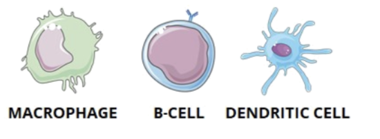 <ul><li><p>they are the most efficient cells that both present antigens through MHC II and express costimulatory signals to activate helper T cells</p><ul><li><p>macrophages</p></li><li><p>B cells</p></li><li><p>dendritic cells</p></li></ul></li></ul><p></p>