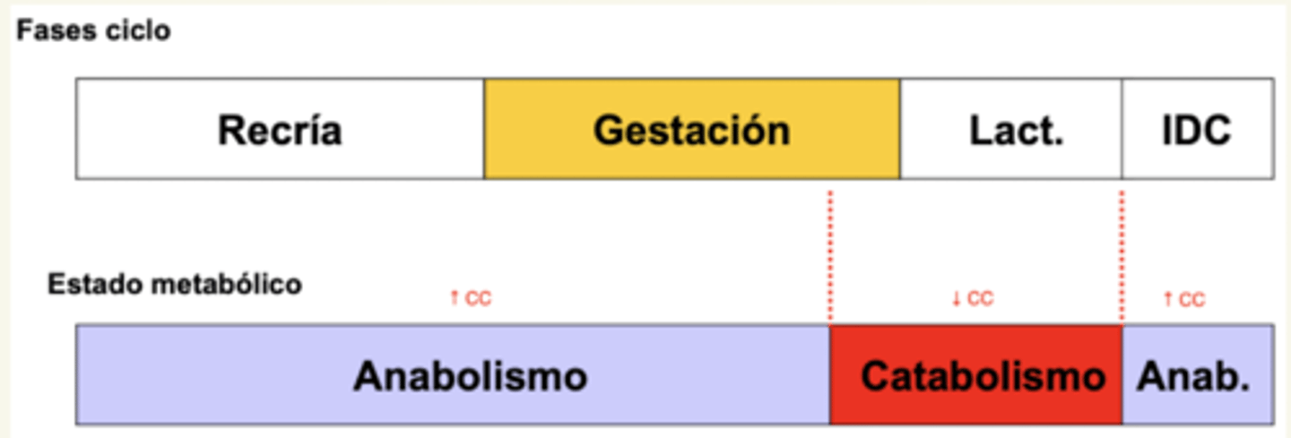 <p>- recría</p><p>- mayoría de la gestación</p><p>- IDC</p>