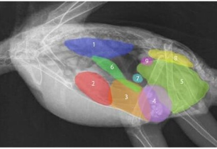 <ul><li><p>bird</p></li><li><p>blue = lungs</p></li><li><p>red = heart</p></li></ul><p></p>