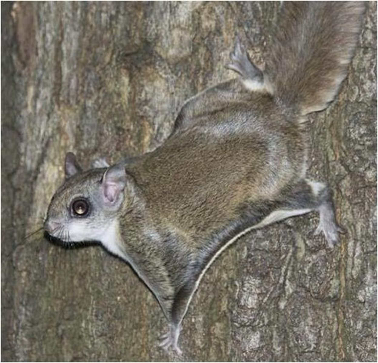<p>Southern Flying Squirrel</p>