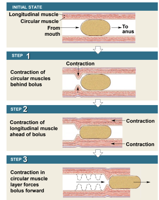 <ul><li><p>involuntary wave-like movement</p></li><li><p>entire tract from esophagus to large intestine</p></li><li><p>functions to mix and propel food through GI tract</p></li><li><p>involves muscularis layer</p></li></ul><p></p>