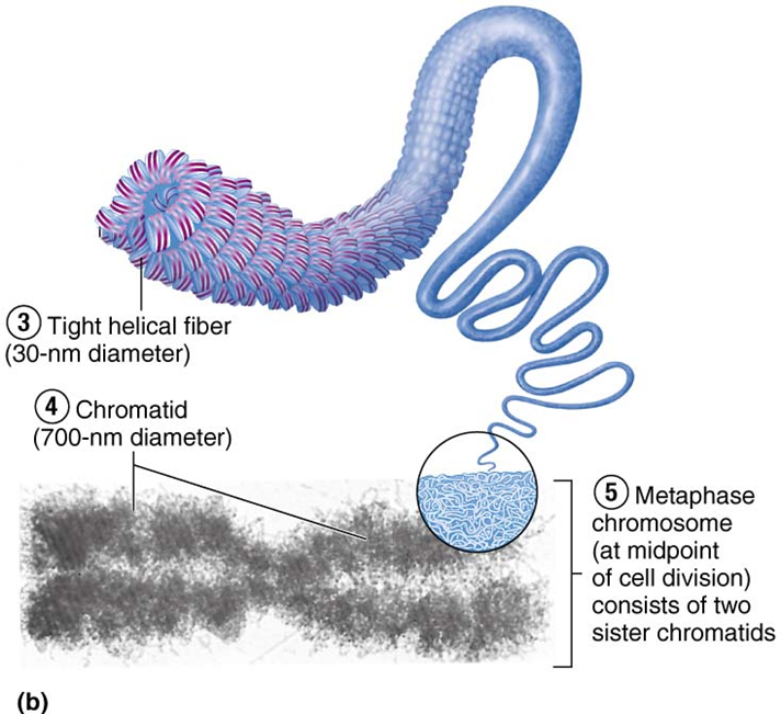 <p><span>is condensed chromatin</span></p><p><span>Condensed state helps protect fragile chromatin threads during cell division</span></p>