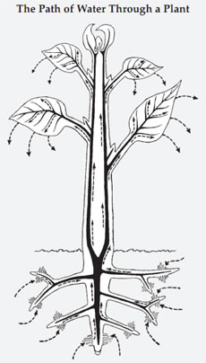 <p>Water and dissolved minerals absorbed from roots moves via capillary action → shoots → leaves via xylem. Transpiration occurs when water evaporates from leaf surfaces, creating a negative pressure that pulls more water upward. </p>