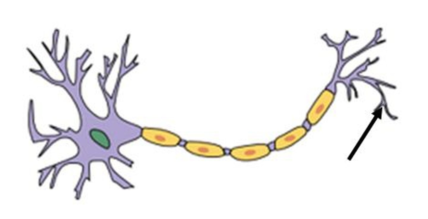 <p>-Axon branches at its end splitting into 10,000 axon terminals (axon buttons)</p><p>-Small swellings at end tips</p><p>-Contains packages of chemicals that can be released into the space between cells</p><p>-Terminals are optimize for OUTPUT of signals</p>