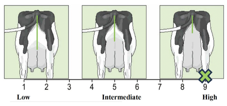 <p>Rear udder length</p>
