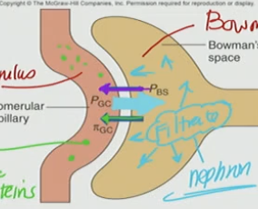 <p>B. πGC and PBS</p>