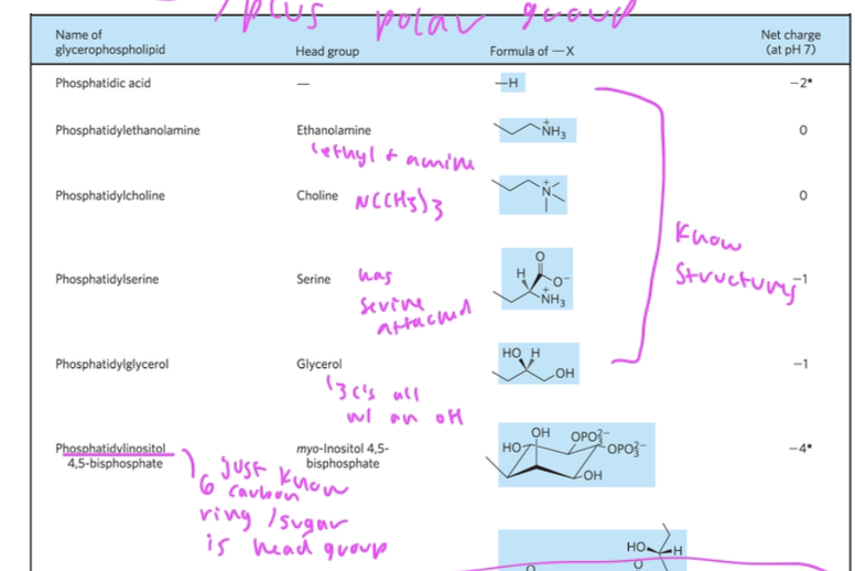 <ul><li><p>polar groups are esterified to the backbone</p></li><li><p>phosphatidic acid: lacks a head group (is parent coumpound)</p></li><li><p>phosphatidylethanolamine: has ethanolamine has head group (ethyl connected to an amine)</p></li><li><p>phosphatidylcholine: has choline (N(CH3)3 head group</p></li><li><p>phosphatidylserine: has serine head group&nbsp;</p></li><li><p>posphatidyglycerol: has glycerol as head group</p></li><li><p>phosphatidylionsitol: has 6 carbon sugar ring as head group</p></li></ul><p></p>
