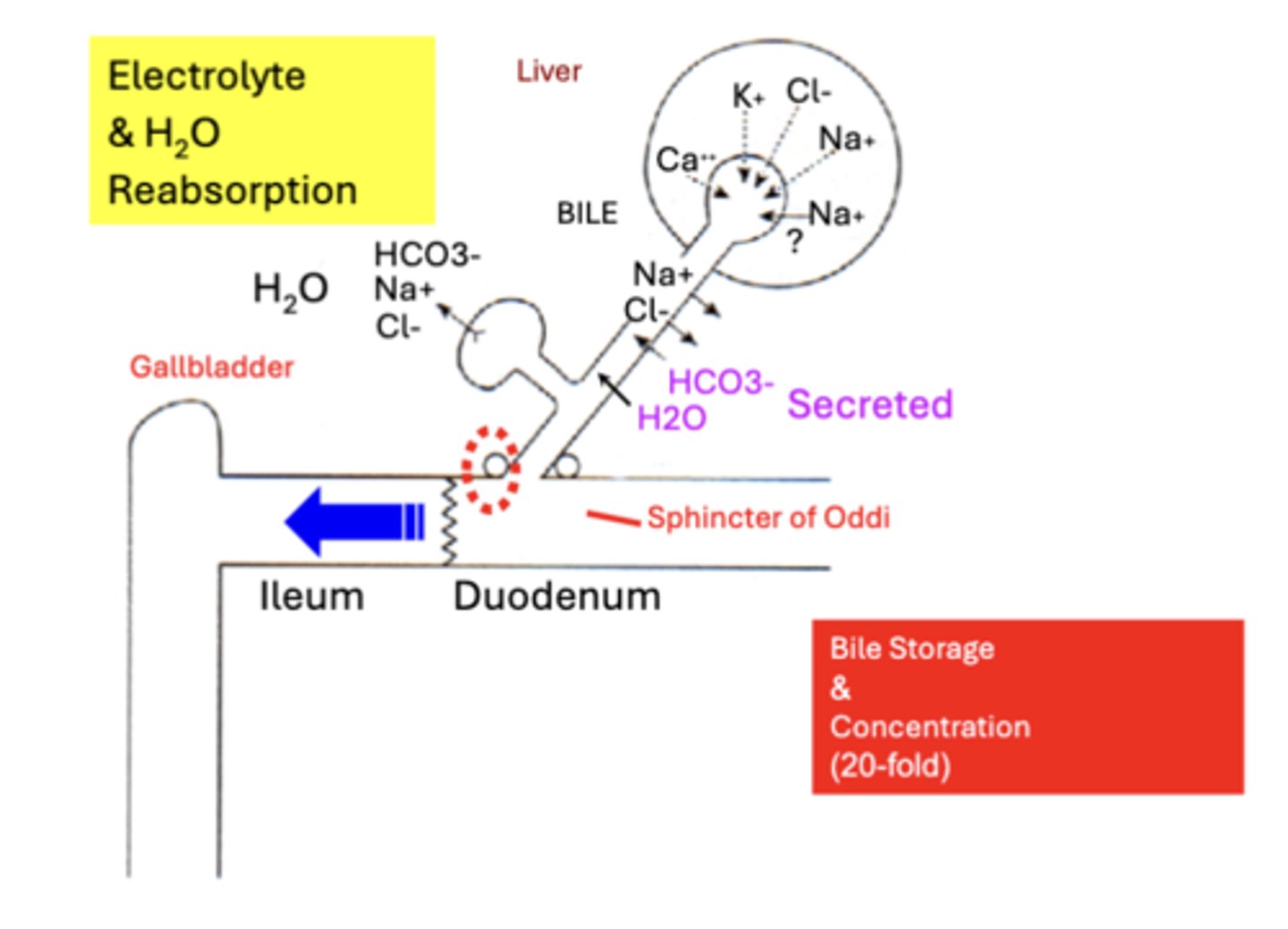 <p>discrepancy between gallbladder capacity and total bile secretion is accounted for by the gallbladder's ability to Concentrate bile 20-fold</p><p>- concentrates bile by actively reabsorbing Na+, Cl-, &amp; HCO3-</p><p>- H2O follows passively down the osmotic gradient created by electrolyte movement</p>