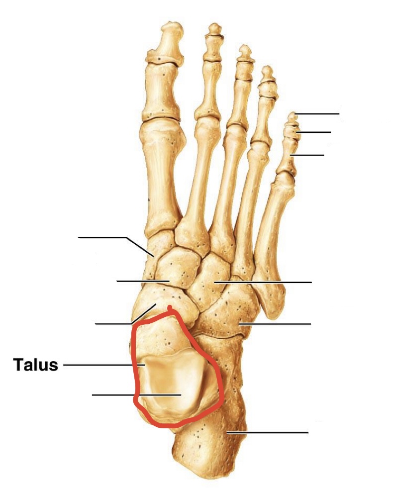 <p><span><span>Talus</span></span></p>