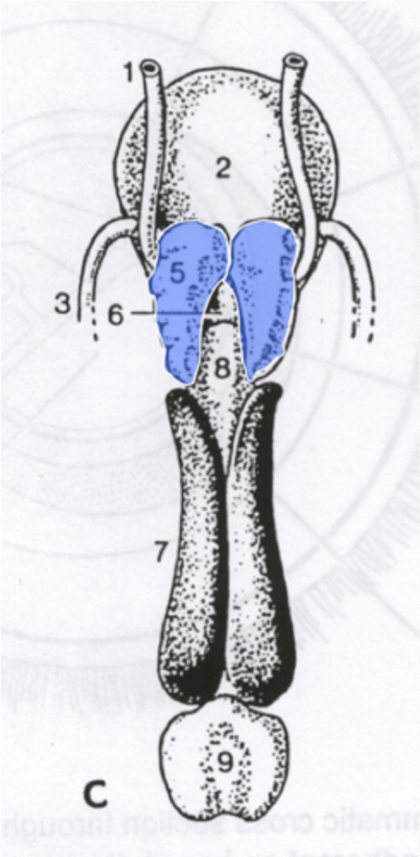 <p>-lateral to the deferent ducts, often sharing duct with ampullae</p><p>- vary in appearance</p><p>-horses: large, smooth, bladder like</p><p>-other domestics: knobby, thick-walled</p><p>- not present in dog or cat</p>