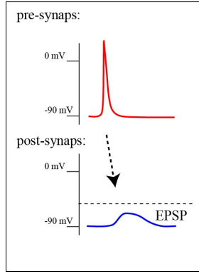 <p>Depolarization in the post-synapse, shift in membrane potential toward a more positive value. Brings this closer to an action potential threshold.</p><p>their amplitude depends on the amount of neurotransmitter released and the number of receptors activated</p>