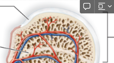 <p>expanded region at the end of a long bone</p>