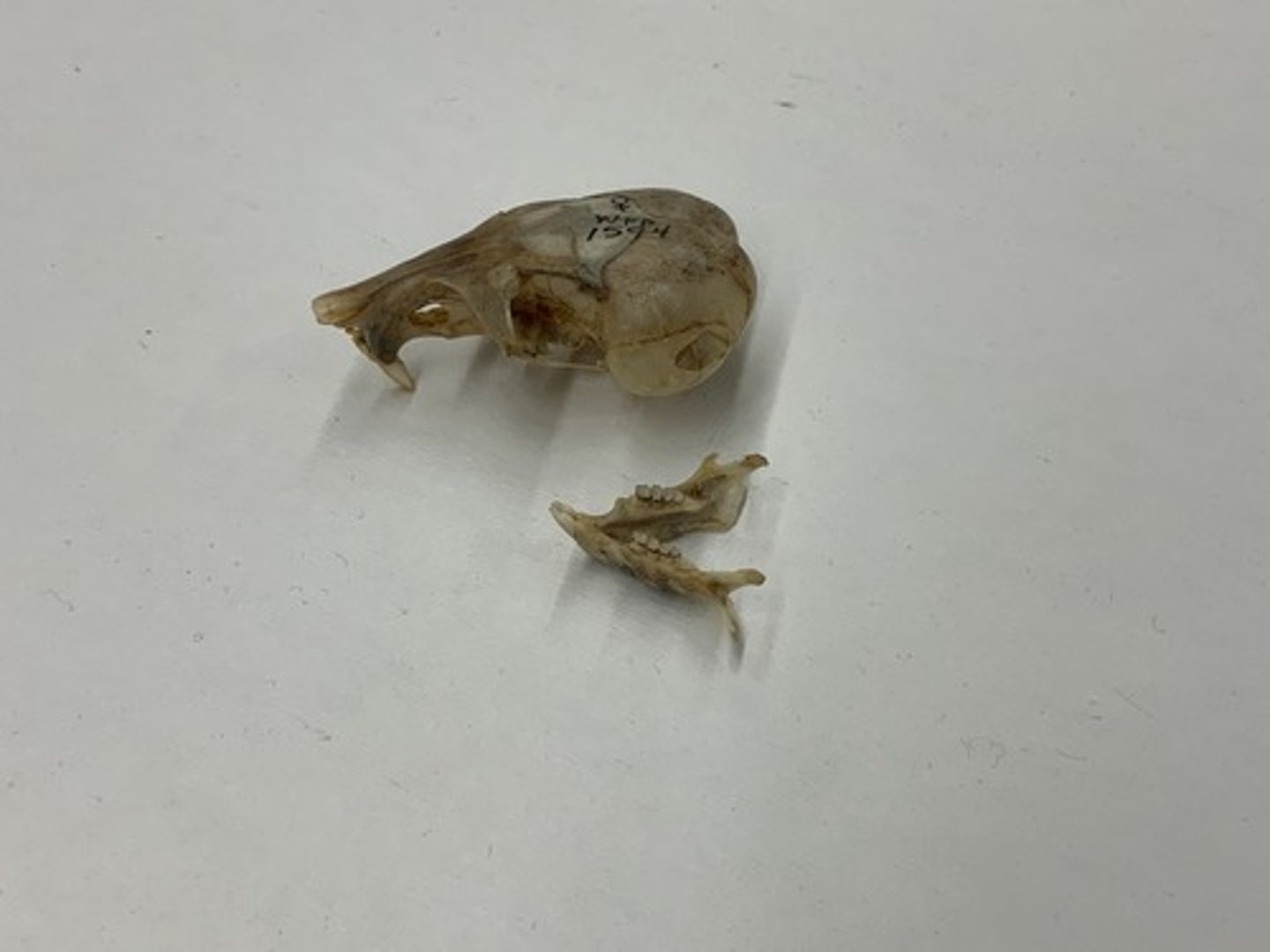 <p>Genus</p><p>-enlarged auditory bullae</p><p>-anterior portion of zygomatic arch expanded</p>