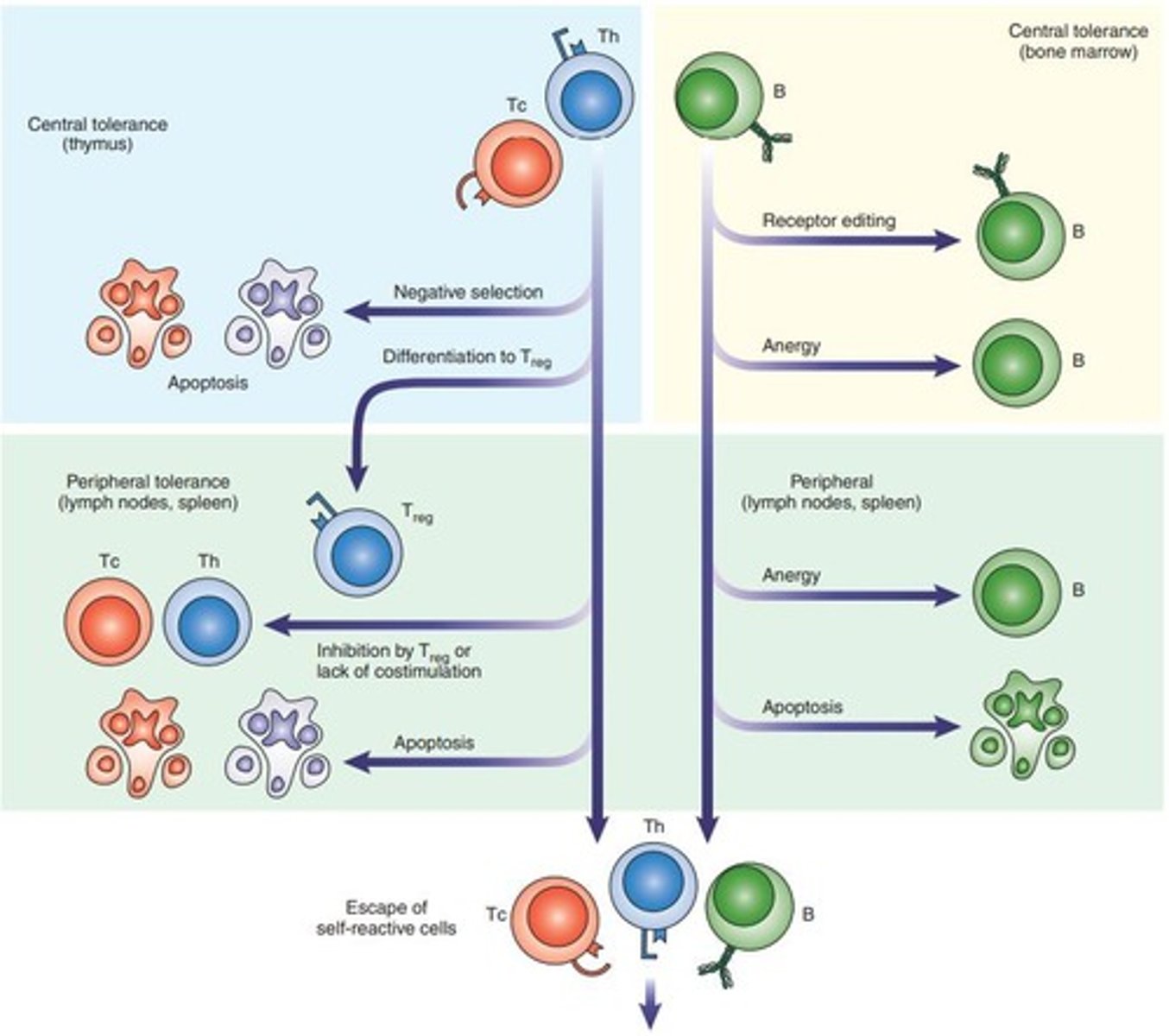 <p>It leads to the deletion of self-reactive T cells or the development of regulatory T cells.</p>