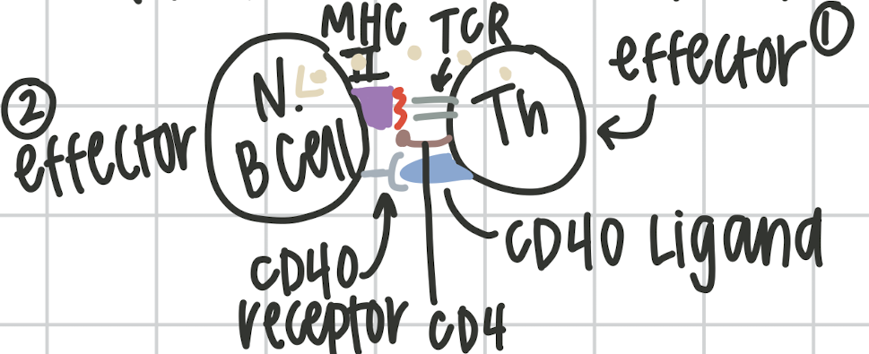 <p>Th activates Naive B cell. ThR and CD4 recognize MHCII on naive B cell receptor. causes expression of the CD40 ligand on the Th and CD40 receptor on Naive B cell. Th releases IL5. This happens no matter what.</p>