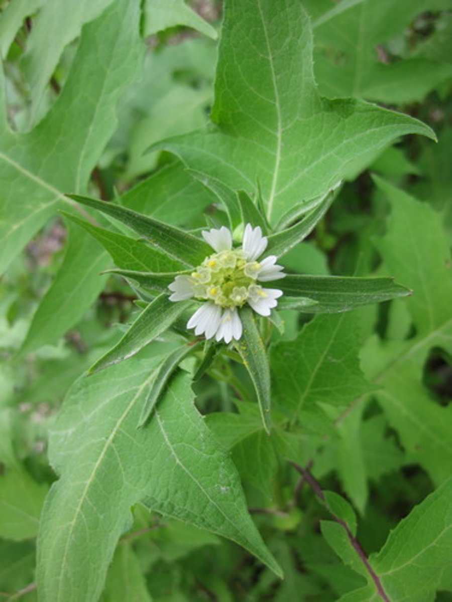 <p>White flowered leafcup</p>