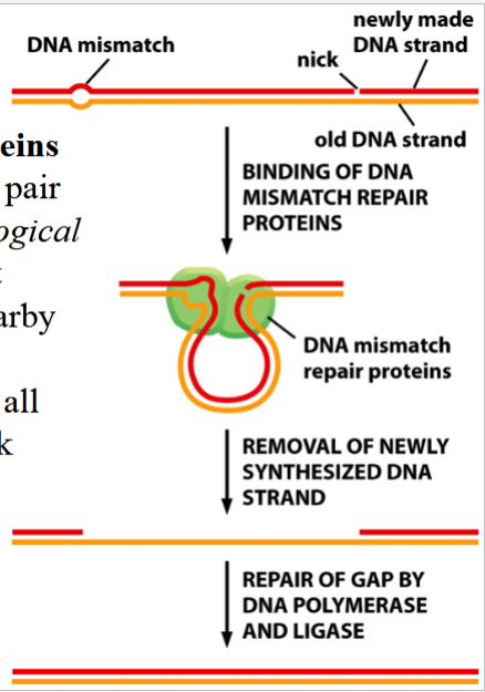 <p>DNA mismatch repair proteins recognize the mismatched pair (due to topological disturbance caused by imperfect fit) and bind to it</p><p>the DNA is scanned for a nearby break</p><p>the nicked strand is digested from the break to the mismatch site</p><p>DNA polymerase and DNA ligase complete the repair (polymerase replaces the removed DNA, ligase seals the nick)</p>