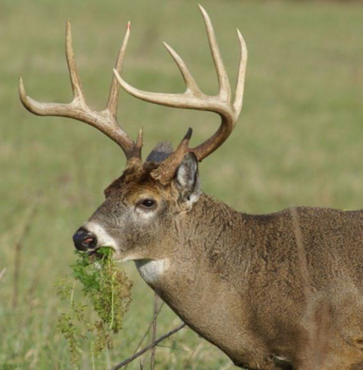 <p>Burning increases both leaf biomass and crude protein production compared to untreated stands.</p>