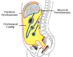 <ul><li><p>Lungs (Thoracic cavity)</p><ul><li><p>Lined by pleura</p><ul><li><p>Layers over organs: Visceral layer = visceral pleura</p></li><li><p>Layers lining cavity:</p><p>Parietal layer = parietal pleura</p></li></ul></li></ul></li><li><p>Fluid in between layers</p></li><li><p><span style="color: rgb(64, 69, 140)">Abdomen (Abominopelvic cavity)</span></p><ul><li><p><span style="color: rgb(64, 69, 140)">Lined by peritoneum</span></p><ul><li><p><span style="color: rgb(64, 69, 140)">Layer over organs: Visceral layer = visceral peritoneum </span></p></li><li><p><span style="color: rgb(64, 69, 140)">Layer lining the cavity: Parietal layer = parietal peritoneum </span></p></li></ul></li></ul></li><li><p>Heart (Thoracic cavity)</p><ul><li><p>Lined by the pericardium </p><ul><li><p><span style="color: rgb(64, 69, 140)">Layer over organs: Visceral layer = visceral pericardium </span></p></li><li><p><span style="color: rgb(64, 69, 140)">Layer lining the cavity: Parietal layer = parietal pericardium </span></p></li></ul></li></ul></li></ul>