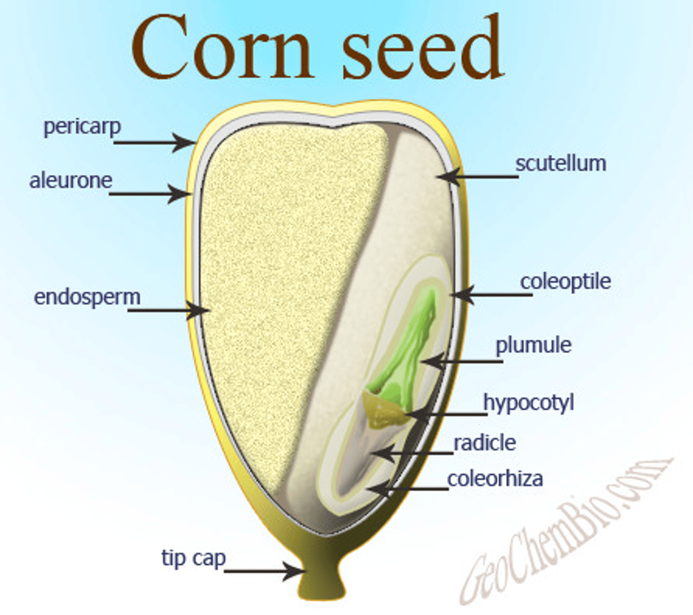 <p>Monocot or dicot?</p>