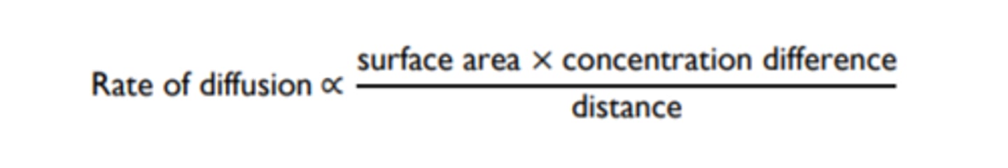 <p>law stating that the net diffusion rate of a gas across a fluid membrane is proportional to the difference in partial pressure, proportional to the area of the membrane, and inversely proportional to the thickness of the membrane</p>