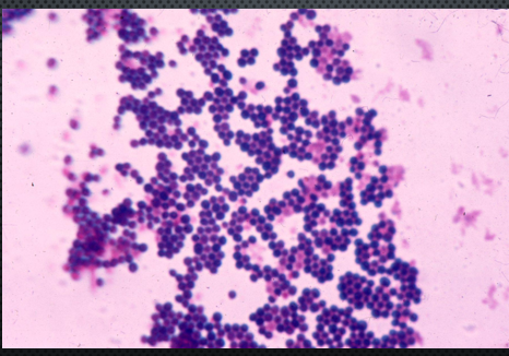 <p>genus staphylococcus</p>