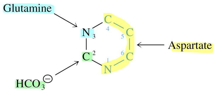 <ul><li><p>immediate precursor of C2 &amp; N3 is carbamoyl phosphate</p></li></ul><p></p>