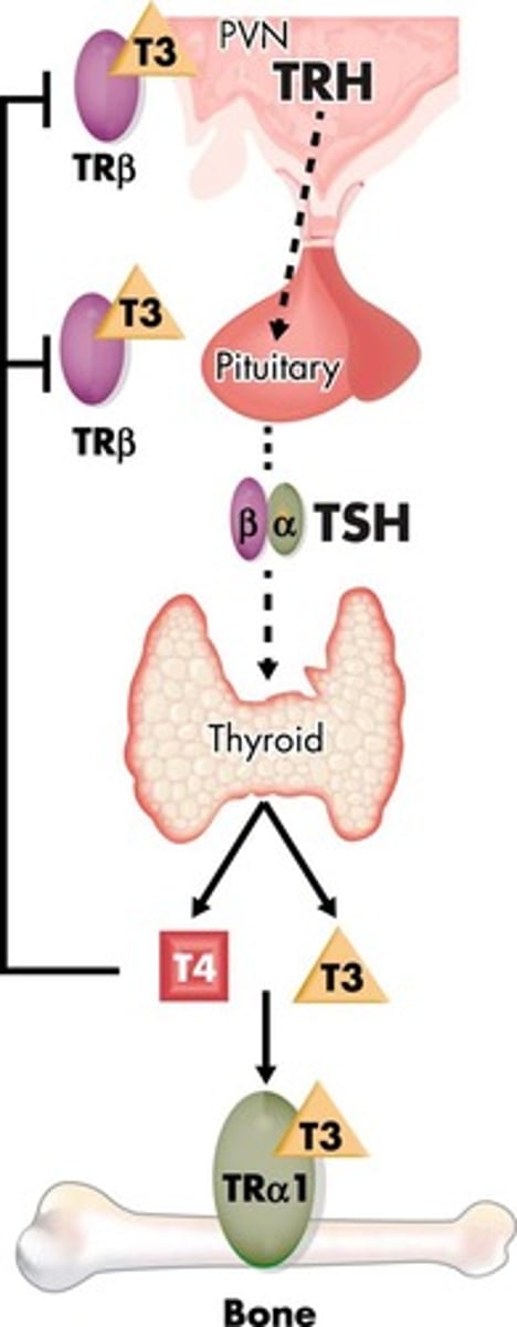 <p>Modulates growth hormone activity and promotes osteoblast activity.</p>