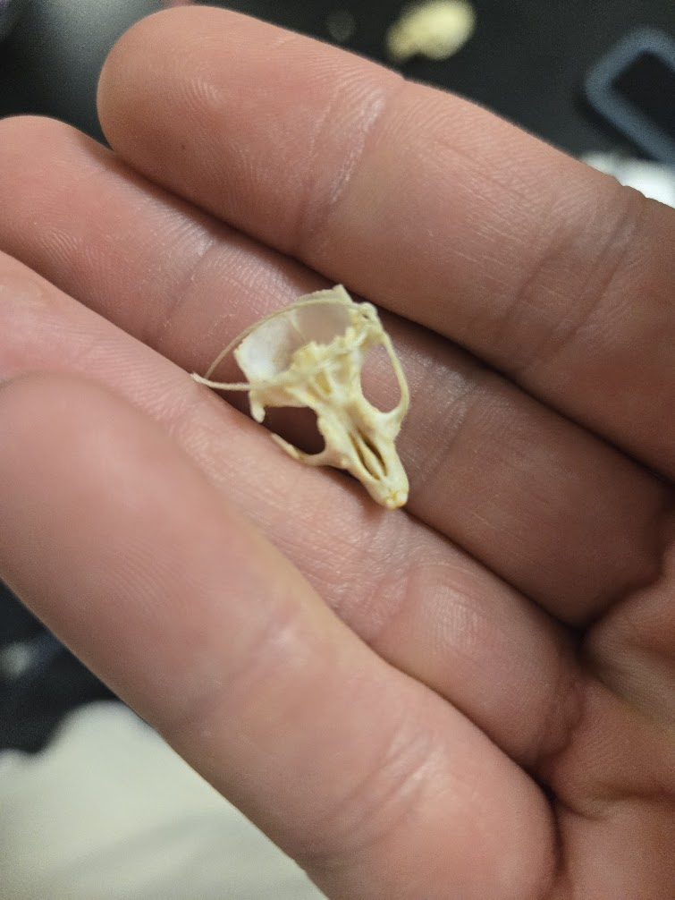 <p><span><span><br></span><span> Dental Formula</span></span><br><span><span>1 0 0 3 =16 teeth</span></span><br><span><span>1 0 0 3</span></span><br><span><span>▣ Smaller than deer mouse</span></span><br><span><span>▣ Notched incisor</span></span><br><span><span>▣ Hard palate extends</span></span><br><span><span>beyond molars</span></span></p>