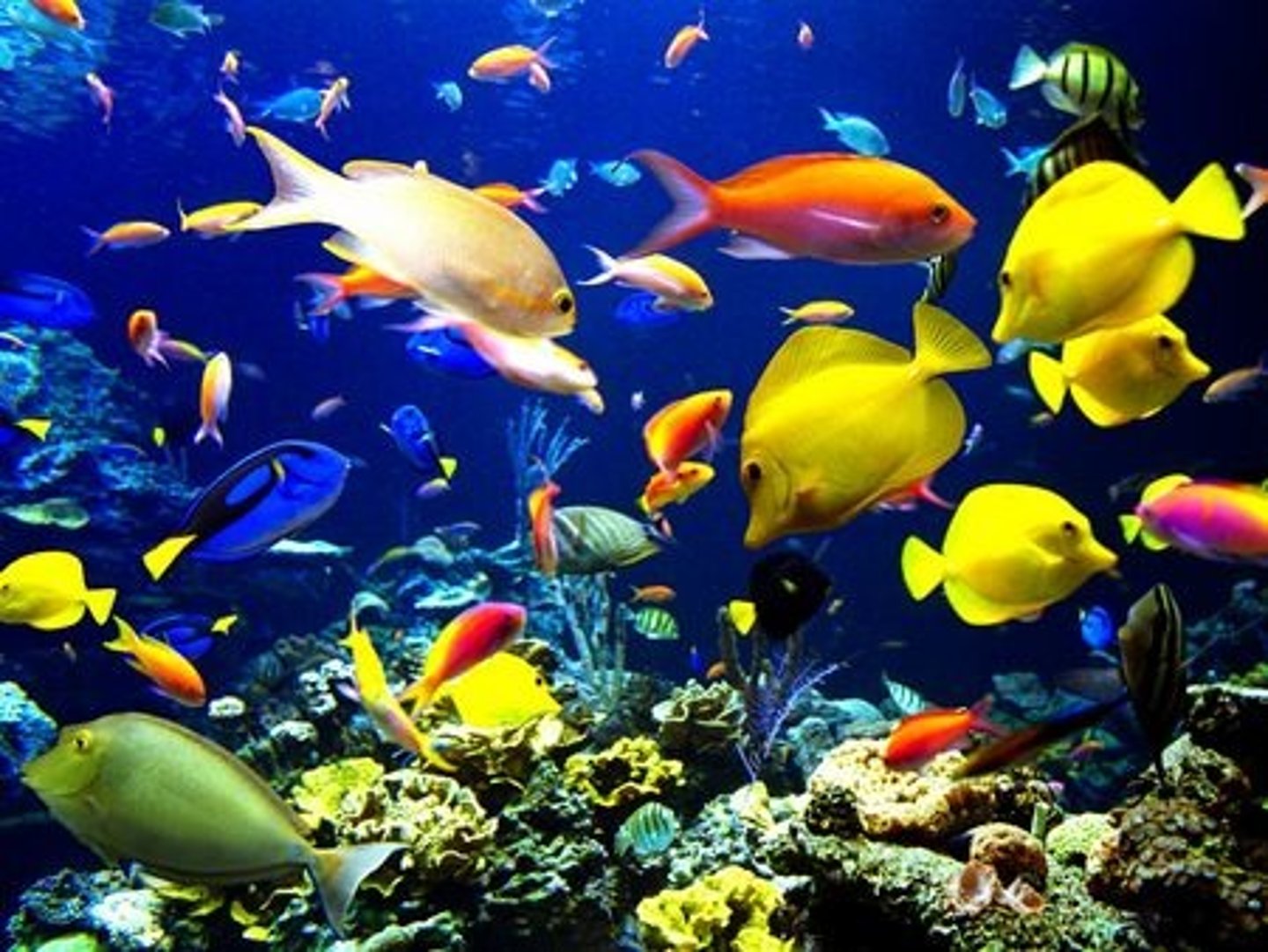 <p>fish (plural)</p>