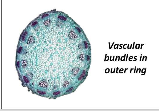 <p>identify this as mono or dictot</p>