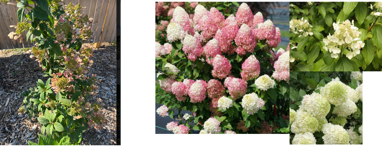 -flowers cross shaped
-clumps of flowers (panicles), slightly conical
-rough leaves
-petioles red