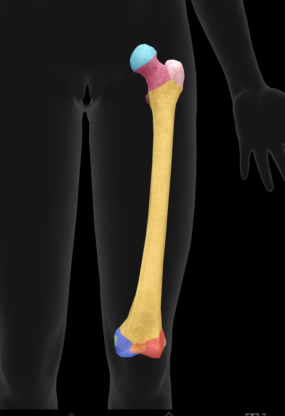 <p>ball on top — articulates with the acetabulum of the ox coxae to form the hip joint</p>