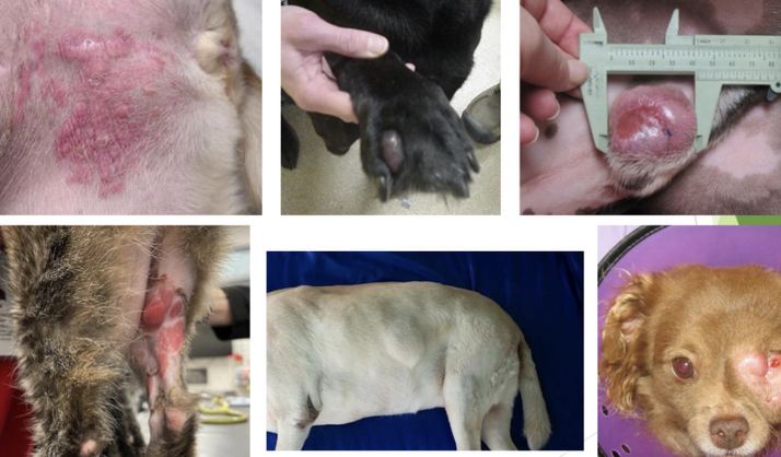 <p>great imitator — because they can look like anything and have a wide range of biologic behavior</p>