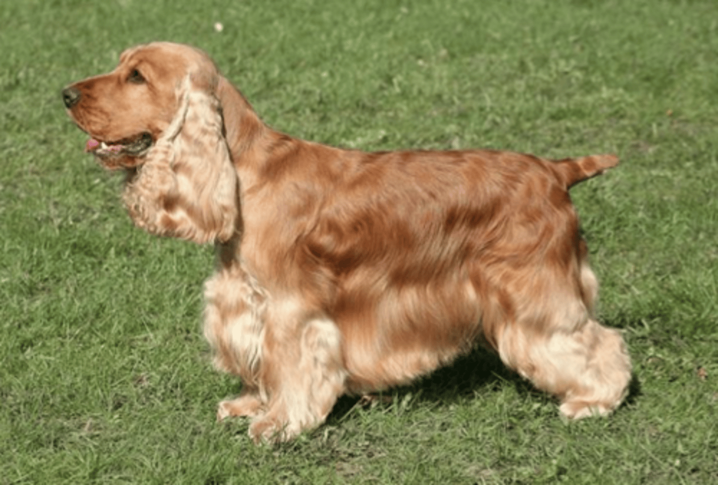 <p>FCI - 8, long silky haired ears</p>