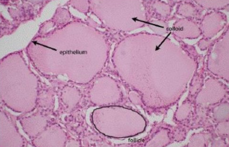 <ul><li><p>follicular cells = synthesize thyroid hormones</p></li><li><p>colloid = viscous fluid that stores inactive thyroid hormones</p></li><li><p>parafollicular cells = lies between thyroid follicles, <strong>secrete calcitonin</strong></p></li></ul><p></p>