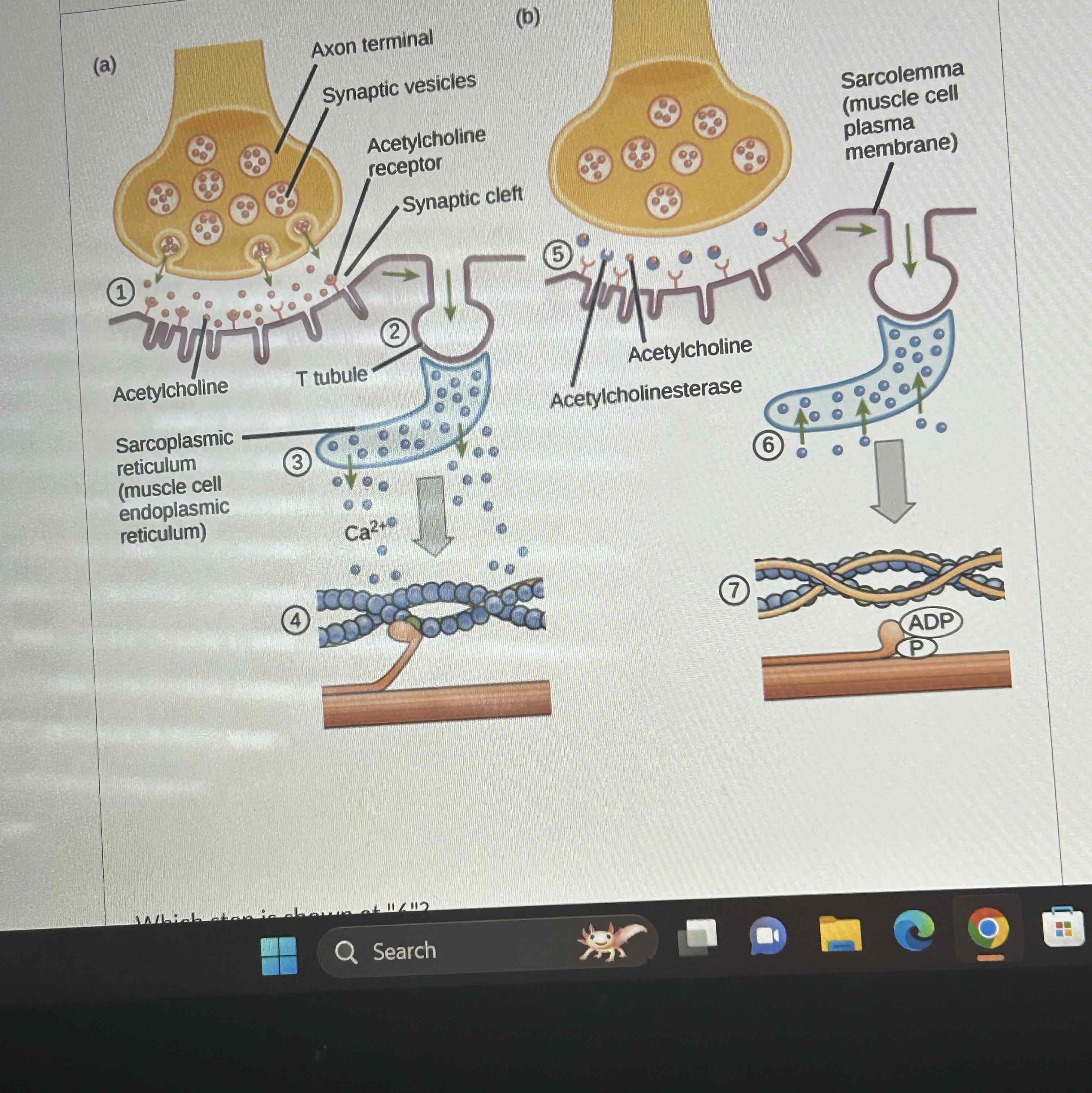 <p>Which step is shown at 1 </p>