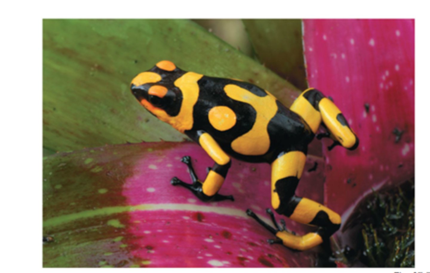 <p>Warning coloration signaling toxicity or danger to predators.</p>