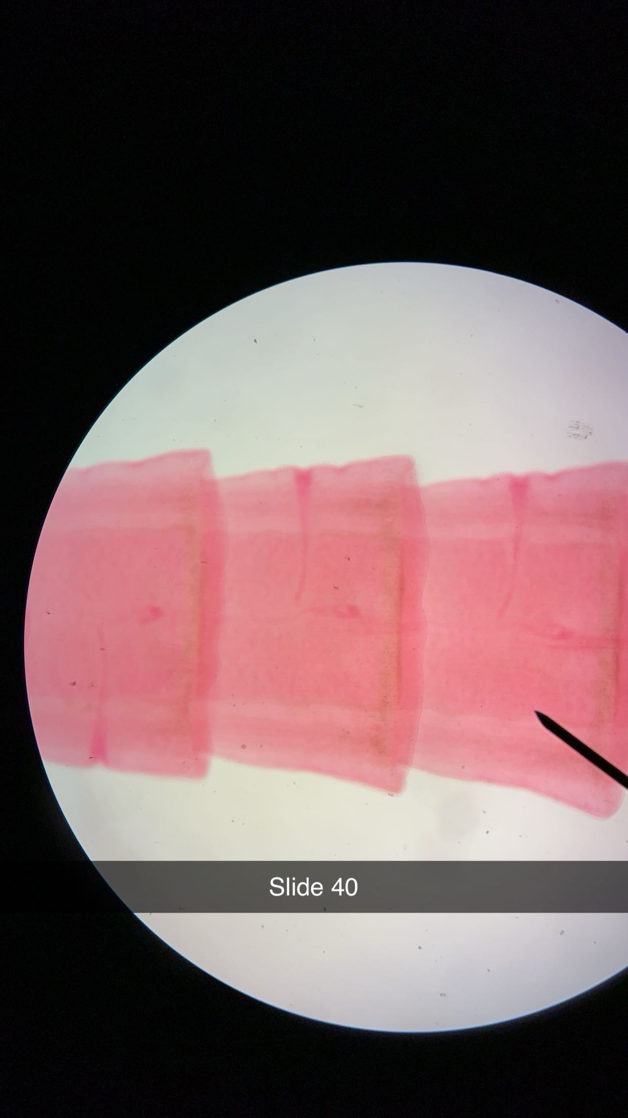 <p>genus, class, phylum </p>