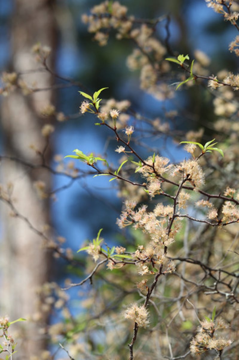 <p>what is the name of the plant pictured here?</p>