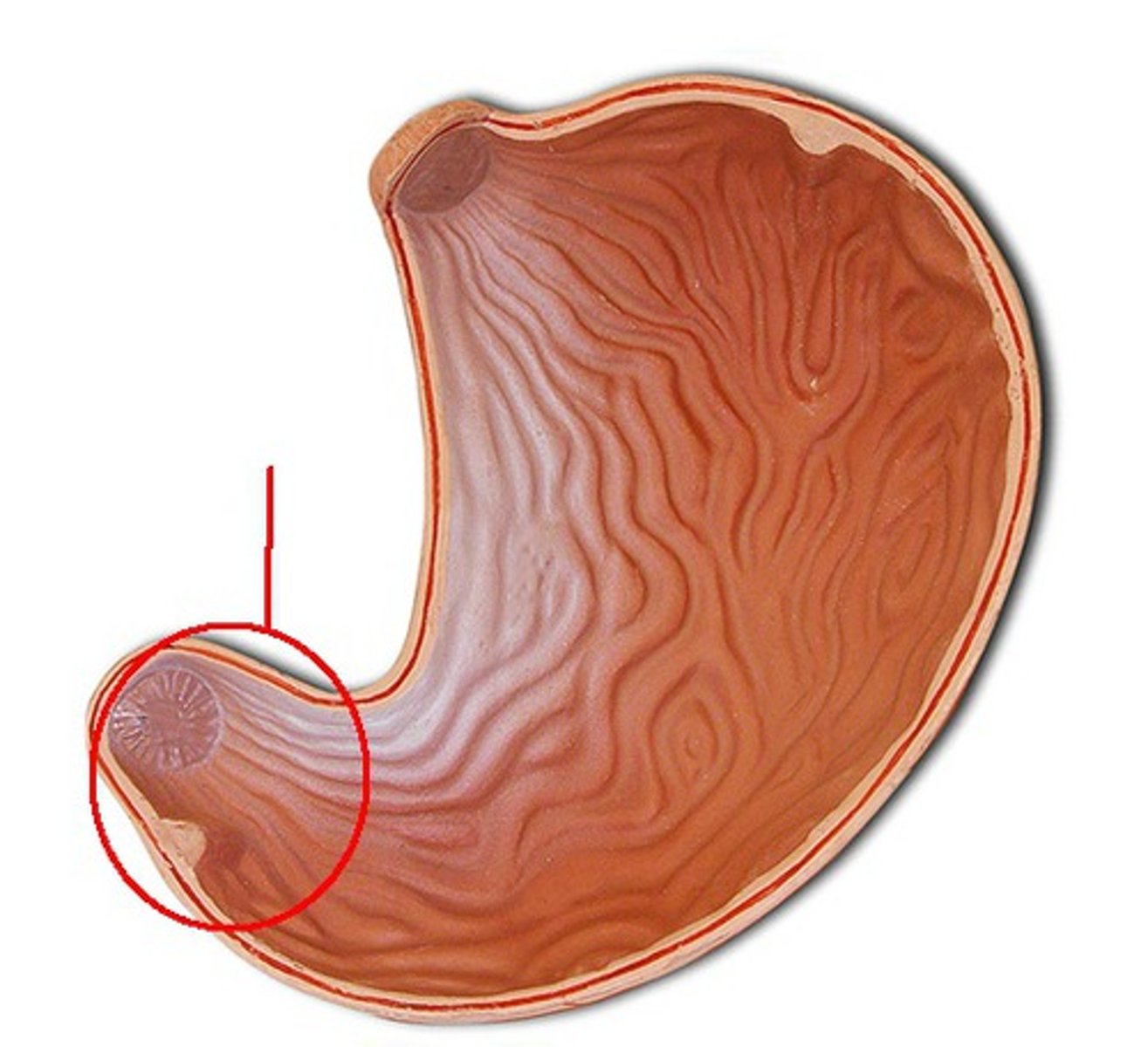 <p>Identify the structure, organ, or bone.</p>