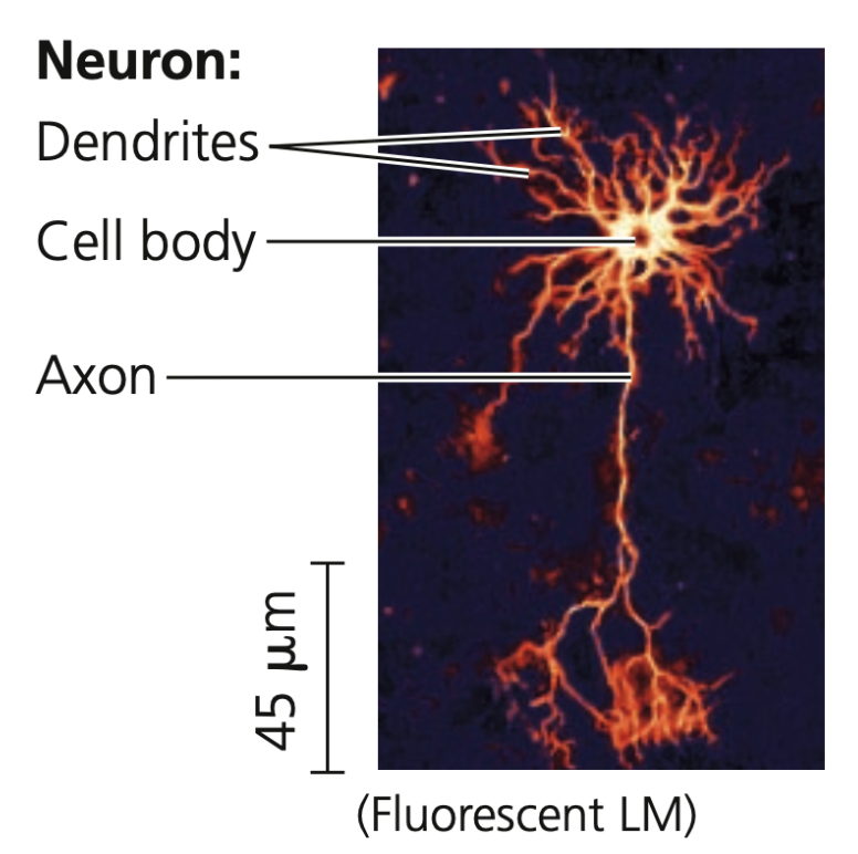 Neurons
➔ Basic units of the nervous system
➔ Receives nerve impulses from other neurons via its cell ___ and multiple extensions called ______
➔ Transmits impulses through ____