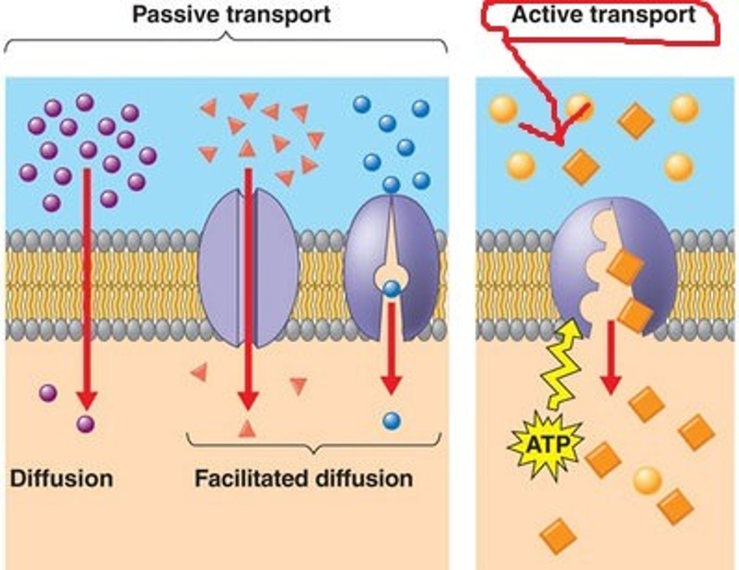 <p>The movement of substances into/out of cell through the membrane, against the concentration gradient (from low to high). Requires ATP (i.e. proton pump, endocytosis)</p>
