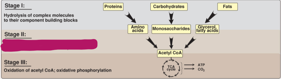 <p>Fill in the stages of metabolism.</p>